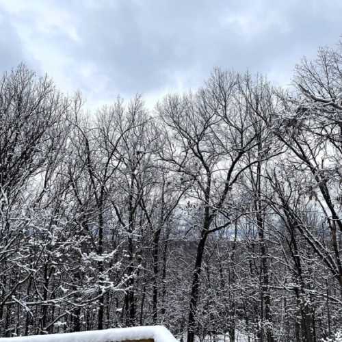 Beautiful, valley views seen through the snowy tree tops