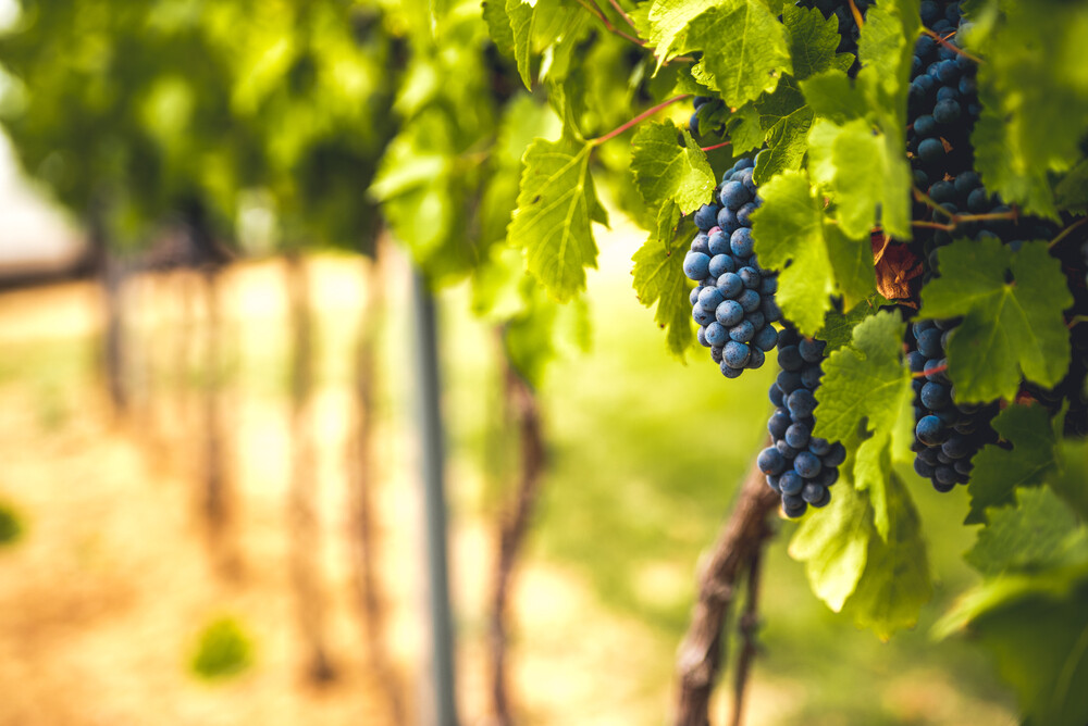 Must-Visit Loudoun County Wineries